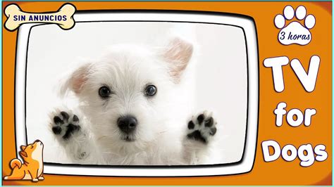 videos para perros|TV de perro! Videos para entretener a los perros con música .